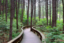 [생활정보] 산림보호구역 내 치유의 숲 조성 가능해진다 