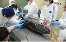 [포토뉴스] 돌고래 등 해양포유류를 해부하다