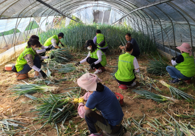 [포토뉴스] 농협, 도시 자원봉사자와 수확기 농촌일손돕기