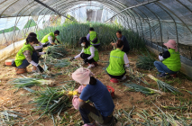 [포토뉴스] 농협, 도시 자원봉사자와 수확기 농촌일손돕기