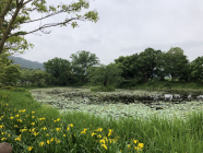 전남 함평 모정마을숲, 국가산림문화자산 지정