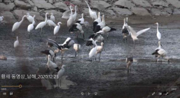 [뉴스 화제] 러시아에서 방사된 멸종위기 1급  황새, 해남에서 발견
