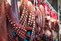 강원도 고성군 연근해어업 어획・판매액 증가세