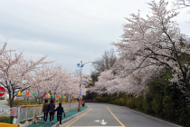 [포토뉴스] 유달산 봄꽃축제 오지마세요