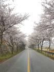 [포토뉴스] 올해는 외롭고 쓸쓸한 벚꽃길