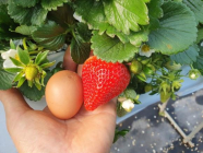[생활정보] 반려식물 딸기…열매가 크고 당도↑