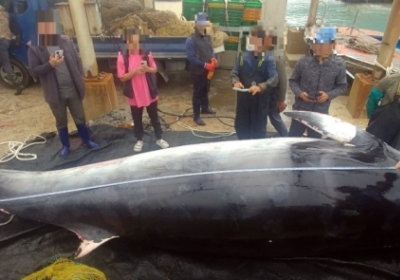 [뉴스 초점] 동해 남해안에서 죽은 밍크고래