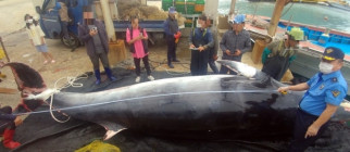 [뉴스 초점] 동해 남해안에서 죽은 밍크고래