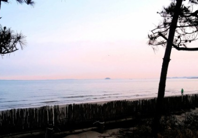 [해안선 기행] 서천 춘장대해수욕장…천연 휴양림