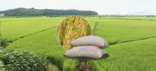 [생활정보] 올 가을엔 우리 품종 쌀밥 먹을 수 있다