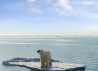 [포커스] 먹이 찾아 삼만리…굷주린 북극곰…해양생태계 붕괴